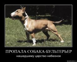 20 причин, почему питбули - лучшие обнимальщики в мире