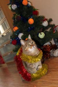 А у меня вот такая елка-кошка!