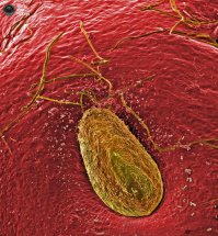 я клубнику примерно так и представлял