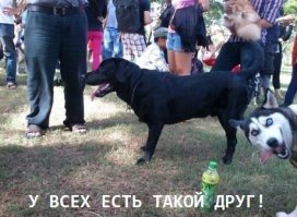 Прикольные картинки с надписями