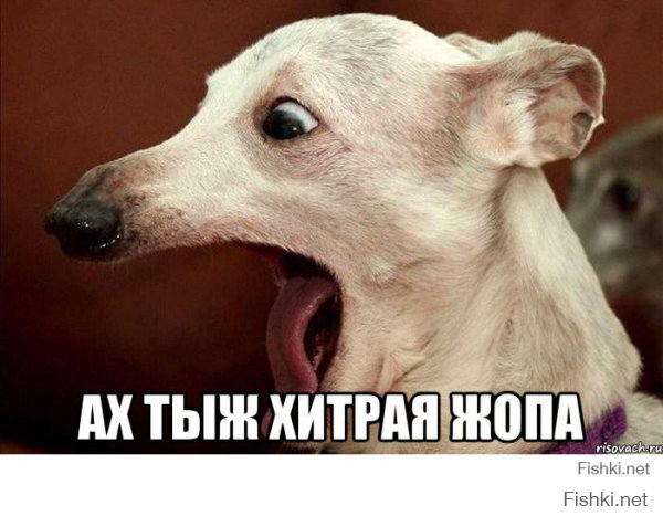 Генеральная уборка на муравьином кладбище 