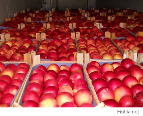 еще НАТО надо выкупить польски яблоки  и датский сыр