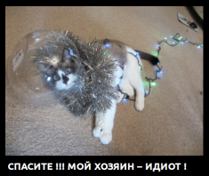 20 фото домашних животных, которые скрасят ожидание Нового года