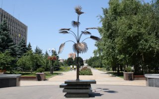 пальма мерцалова