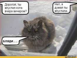 20 котов, которые пожалели о том, что сделали