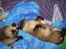 Мои любовнички - кошка с выставки, кот с помойки. Любовь с первого взгляда)))