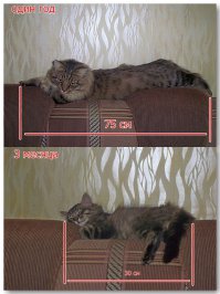 Щенки, которые с возрастом стали занимать гораздо больше места