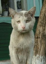 Совсем зажрались ((