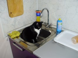 Пошаговое руководство, как готовить вместе с котом