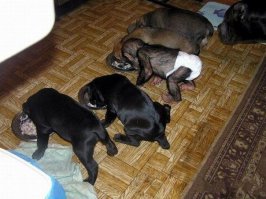 Дети-маугли: чужой среди своих