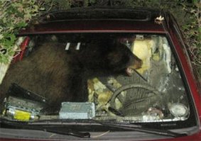 Всем нравится резвиться в коробках..
И мишкам тоже))