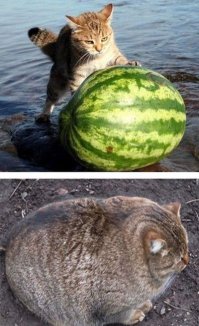 Фото котов, сделанных в нужный момент