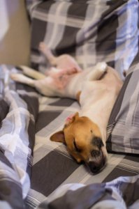 Выставляем фоточки своих домашних любимцев!!!