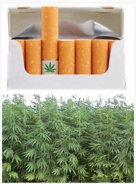 Эко-стакан с семенами 