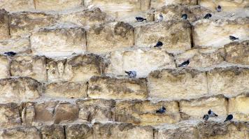 Так посмотрите на размеры блоков Великой. Голуби там такие же, как в России.. ну или как в мире