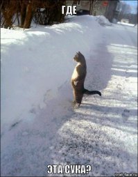 Кот вообще не ожидал 