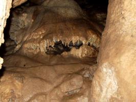 Южный слон, Рожкао