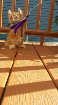 Котоспиритизм