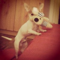 30 веселых фотографий с животными