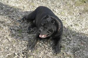 А вот мое чудище) и не боится никаких сцобак убивцев