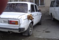 28 собак, поведение которых не поддается объяснению