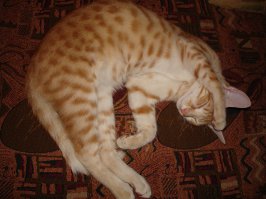 Всем здоровых кошаков!!!