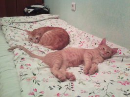 Этим по барабану кого встречать, главное-пузы набить!