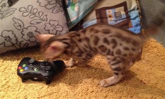 Мой леопард)