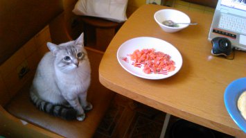 Милейшие косоглазые коты, чей изъян делает их уникальными