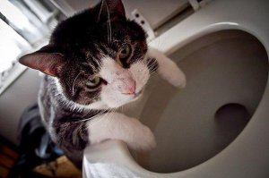 Ну и как мне теперь удержать свой обед?!
Надо предупреждать в названии, типа как 18+, только тут, что гадости и ужасти будут.