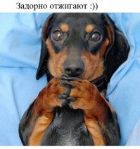 Белочка таксует вместе с хозяином