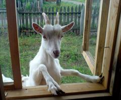 25 животных, которые обожают подсматривать