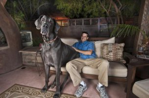 20 собак, которые понятия не имеют о границах личного пространства