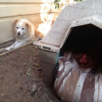 Вот так и в жизни, из за каких то куриц иногда страдают нормальные кобеля))