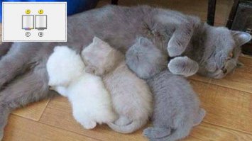 Когда у Бога в принтере внезапно заканчивается цветной картридж