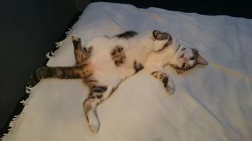 А это уже наш соня...