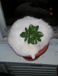 Коты, которые постигли искусство полного расслабления