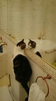 А наш, почему-то, совсем не реагирует на свое отражение) Посидит, посмотрит и все...