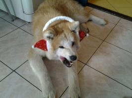 Блин, настроение новогоднее -  работать ну никак не хочется((( Нельзя за два месяца людям про новый год напоминать...
P.S. Тогда и мы на примерку,  пока наружно))))