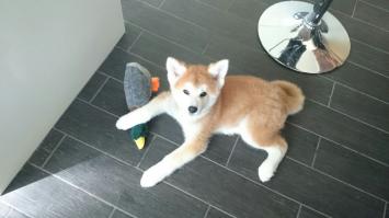 Домашние животные спустя годы  