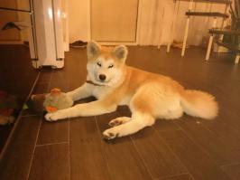 Домашние животные спустя годы  