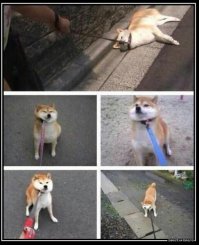 Собака-нехотяка....
У нас тоже такая есть))