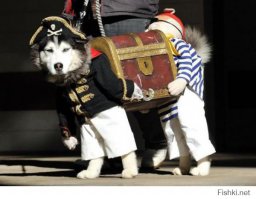 27 собак, которые сделали 2014 год – незабываемым