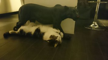 А наш вот так спит))) Как не глянешь - постоянно "в отрубе"...