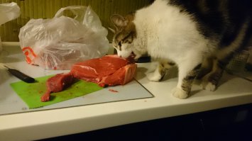 А наш все понадкусывает, но ничего не съедает)))