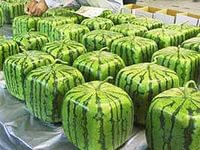 Такое возможно только в Азии 