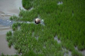 Что то птица низко летает или медведь очень большой ну очень большой