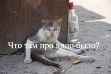 Чем нельзя кормить котов