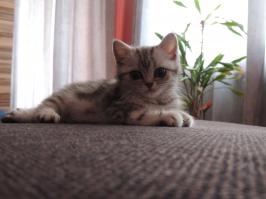 Тайный язык кошек