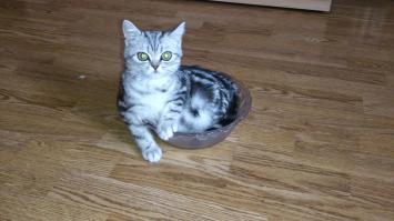 я люблю собак...но кошками восхищаюсь...
месяц назад потерял своего кота...
так странно получилось...с первых минут нашего знакомства мы уже знали...что созданы друг друга...))
не буду писать обо всём...когда он умер...с ним ушла часть меня...